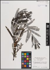 Foto von Salix eleagnos Scop.